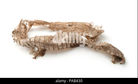Snake shedding skin isolated on white Stock Photo