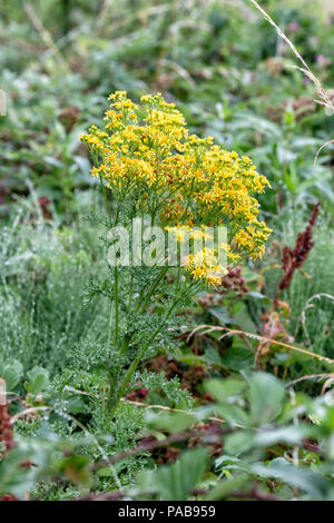 Senecio jacobaea, known as Common ragwort, Ragwort, Tansy ragwort ...