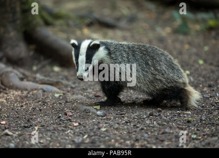 Young badger cub in natural habitat.  This is 5 month old wild, European badger (Meles meles) Landscape. Horizontal. Stock Photo