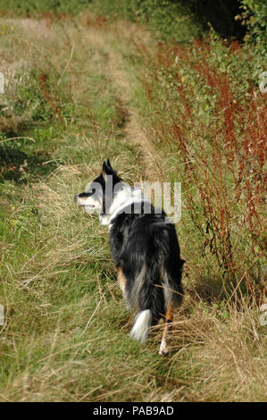 Tri-coloured border collie standing in field margin. Stock Photo