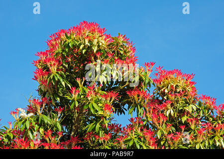 New leaves of Pieris formosa var. forrestii Stock Photo