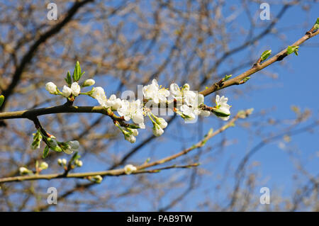 Prunus Cerasus Morello Cherry Blossom in Spring, England, UK Stock