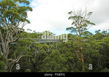 Part of the tree top walk in The Land Of The Giants.  Denmark, Western Australia.  Two people just visible. Stock Photo