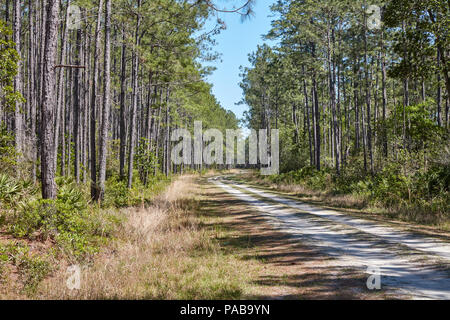 Osceola National Forest, Florida Stock Photo - Alamy