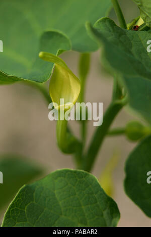 Aristolochia clemantitis Stock Photo