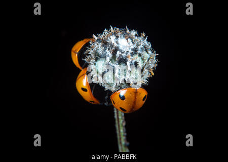 Ladybugs on a plant in mid July Stock Photo