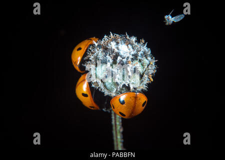 Ladybugs on a flower bod in summer and a small fly Stock Photo