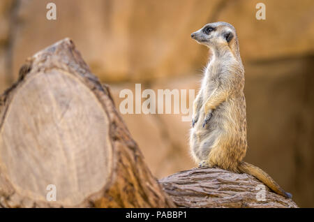 A watchful meerkat(Suricata suricatta) observing the surrounding in an enclosure in the zoo. Stock Photo