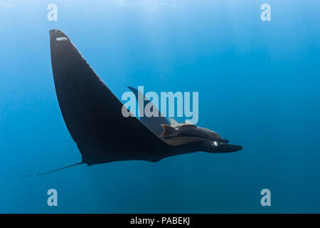 Giant Pacific Manta Ray at La Reina, La Paz, Cortez Sea (Manta birostris) Stock Photo