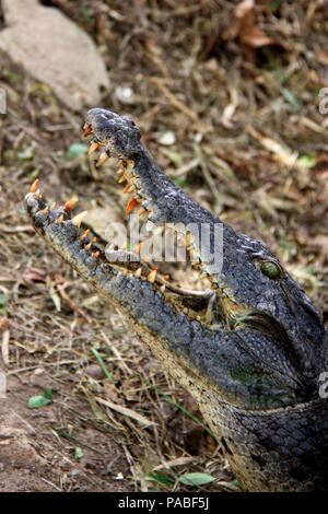 Large crocodile leaves the water near Cape Coast, Ghana, and shows it's set of teeth Stock Photo