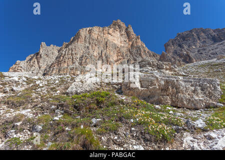 Flowers that grow on the debris at the foot of the Tre Cime di Lavaredo walls, Auronzo, Italy Stock Photo
