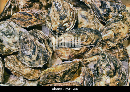 Oysters in ice on the counter Stock Photo