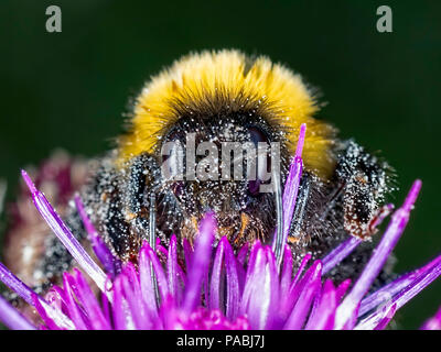 Bumble Bee on a thistle flower Stock Photo