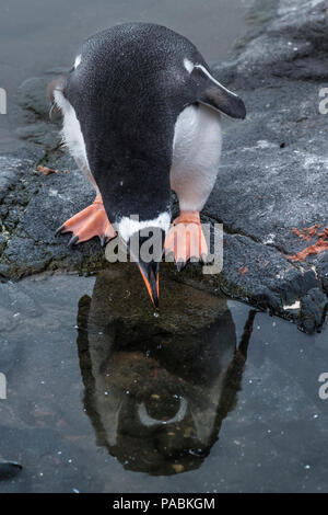 GENTOO PENGUINS                                        PORT LOCKROY    WIENCKE ISLAND     ANTARCTICA Stock Photo