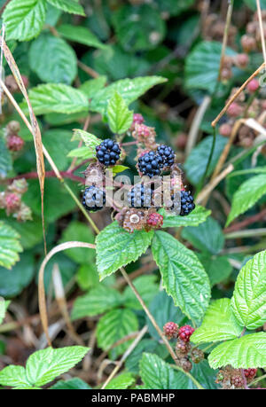 Blackberries ripening on a bramble plant in an English hedgerow Stock Photo