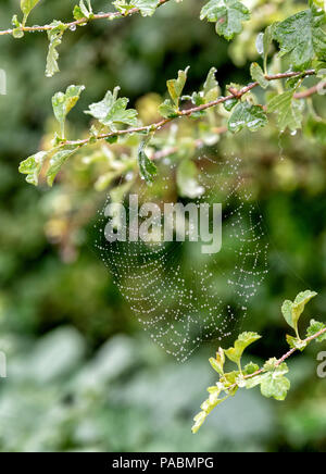 Dew covered spiders web formed between twigs of a Hawthorn tree Stock Photo