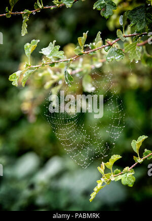 Dew covered spiders web formed between twigs of a Hawthorn tree Stock Photo