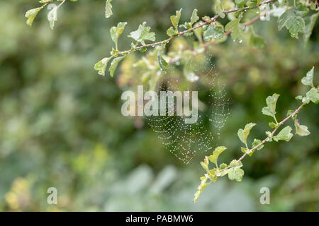 Dew covered spiders web formed between twigs of a Hawthorn tree Stock Photo