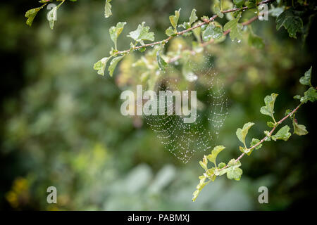 Dew covered spiders web formed between twigs of a Hawthorn tree Stock Photo