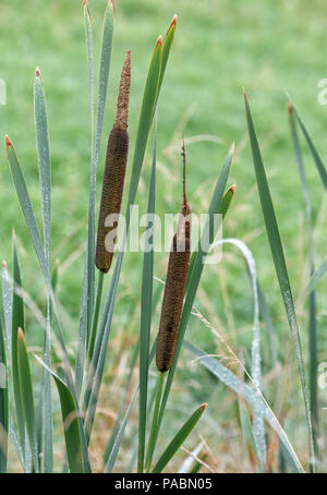 Common Bulrush (Typha latifolia) growing in a ditch at the edge of a field Stock Photo