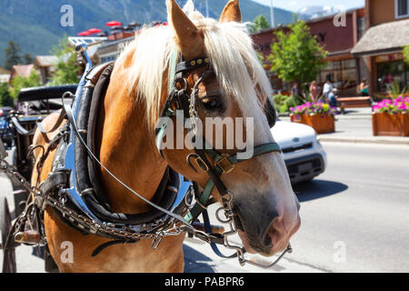 Banff, Alberta, Canada - June 20, 2018: Beautiful Carriage Horse in the City during a sunny summer day. Stock Photo