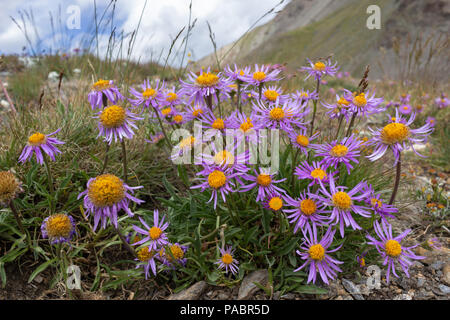 Alpine wildflowers. Blooming of Aster alpinus in low perspective. Aosta valley Italy. Stock Photo