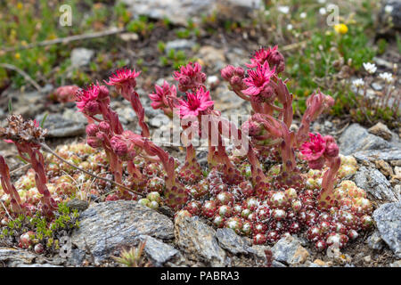 Alpine flower Sempervivum arachnoideum (cobweb houseleek), Aosta valley, Italy. Succulent plant. Stock Photo