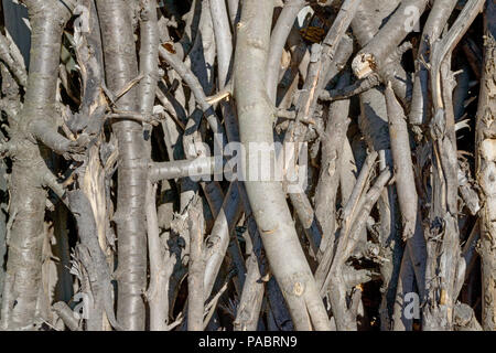 Close-up pile of many felled branches in bright sunlight as natural background. Stock Photo