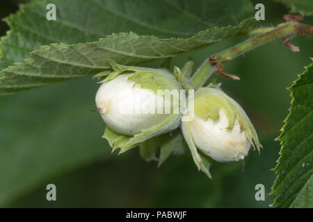 Pair of hazelnuts growing on a hazel tree in July, Hampshire, UK Stock Photo