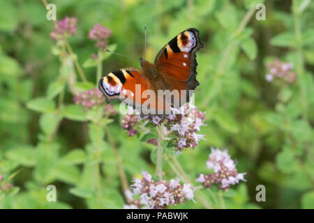 Brightly coloured peacock butterfly (Aglais io) nectaring on wild marjoram flowers, UK, during summer Stock Photo