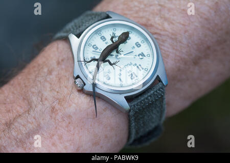 Baby lizard (common or viviparous lizard, Zootoca vivipara) on a man's wristwatch