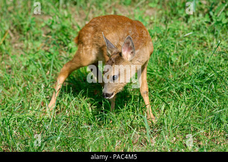 Chevreuil - faon - Roe deer - calf - fawn - Capreolus capreolus Stock Photo