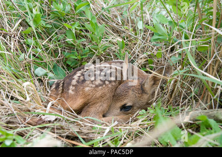 Chevreuil - Faon - Roe Deer - Fawn - Capreolus capreolus Stock Photo