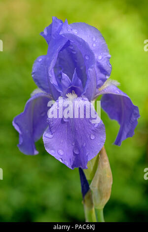 Tall Bearded Iris (Iris barbata-elatior), purple bloom, North Rhine-Westphalia, Germany Stock Photo