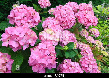 Pink Hydrangea macrophylla Stock Photo