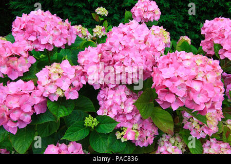 Pink Hydrangea macrophylla Stock Photo