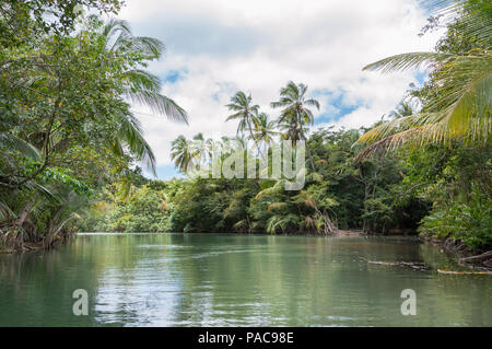 Scenic view of the river and mangrove jungle during the touristic boat ride on the Indian River in Portsmouth Dominica in the Caribbean Islands Stock Photo
