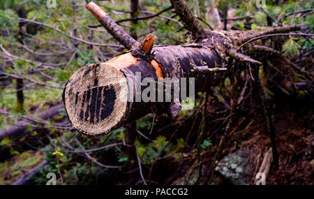 A fallen log of a large pine tree slowly decomposes on the forest floor. Stock Photo