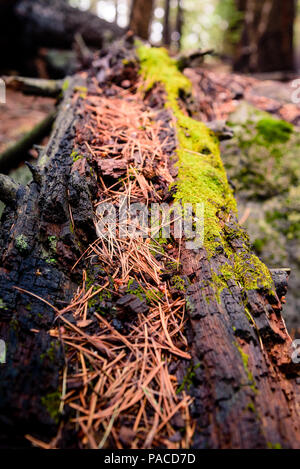 A fallen log of a large pine tree slowly decomposes on the forest floor. Stock Photo