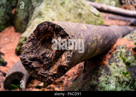 A fallen log of a large pine tree slowly decomposes on the forest floor. Stock Photo