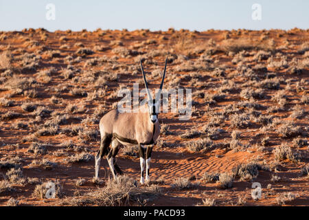Oryx gemsbok gemsbuck in Namib Desert Stock Photo