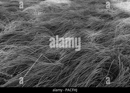 Flowing grass Stock Photo