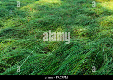 Flowing grass Stock Photo