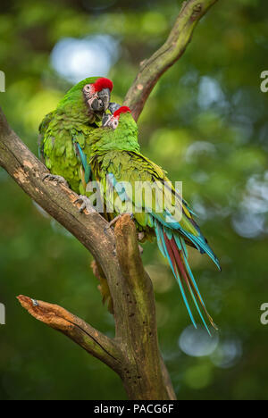 Military Macaw- Ara militaris, large beautiful green parrot from South America forests, Argentina. Stock Photo