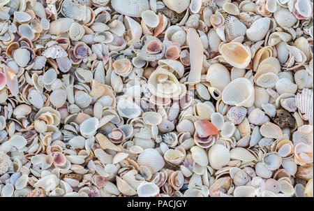 Close up of seashells on the beach filling the frame Stock Photo