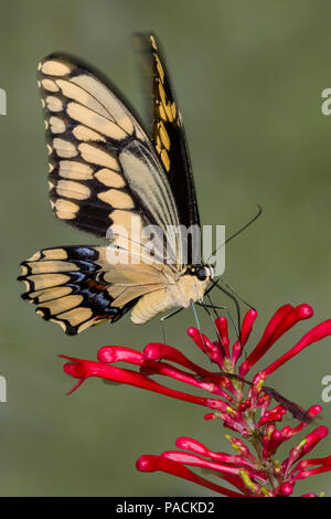 Closeup of Giant Swallowtai ( Papilio crespbontes ) butterfly on red flower Stock Photo