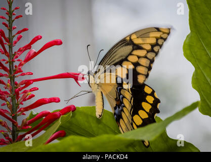 Closeup of Giant Swallowtai ( Papilio crespbontes ) butterfly on red flower Stock Photo