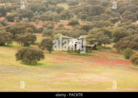 Spanish air force Eurocopter Cougar VIP helicopter Stock Photo - Alamy