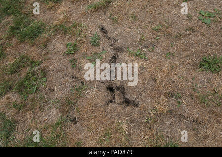 Alexandra Palace. North London. UK 22 June 2018 - Dry grass and crack in the ground on Alexandra Palace park, north London, caused by a lack of rainfall, prolonged heatwave and dry period across the south of England. According to the Met Office July is likely to be the hottest month since record began.    Credit: Dinendra Haria/Alamy Live News Stock Photo