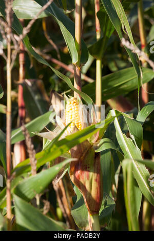 yellow corn cobs in the field, late summer or early autumn Stock Photo